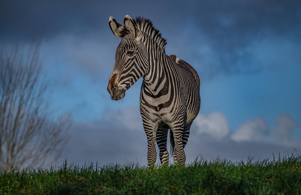 Chester Zoo