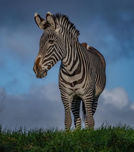 Chester Zoo