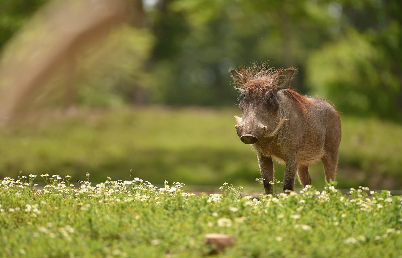 Chester Zoo
