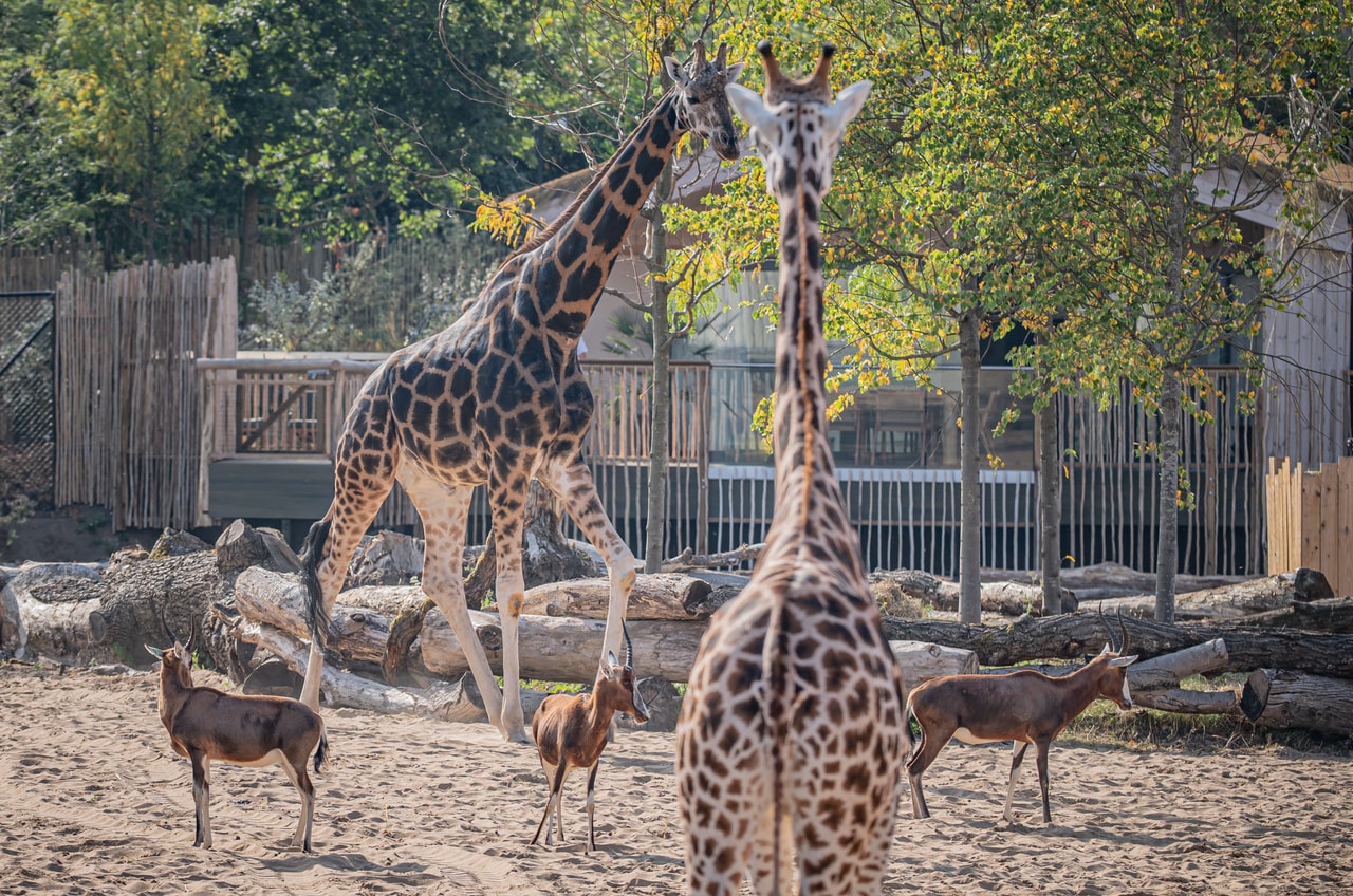 The Reserve at Chester Zoo